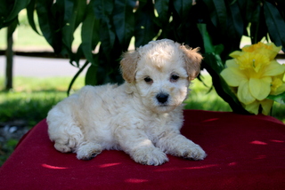 puppy, for, sale, Mini Goldendoodle F1BB, Matthew B. Stoltzfus, dog, breeder, Gap, PA, dog-breeder, puppy-for-sale, forsale, nearby, find, puppyfind, locator, puppylocator, aca